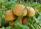 VILLAGGIO PUFFI