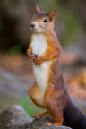 Scoiattolo Europeo
Sciurus vulgaris (Linnaeus 1758)

Lombardia, settembre 2017