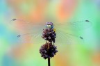 Libellula Libellula