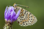 Melitaea con rugiada Melitaea con rugiada