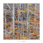 Chaos regna Chaos regna