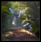 i segreti dell'autunno 2