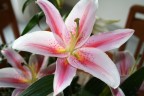 Lilium Lilium