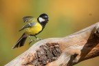 Cinciallegra
Titmouse
Parus major (Linnaeus, 1758)

Pontresina, Ottobre 2017