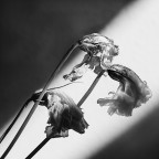 L' inchino L' inchino