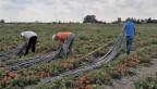 Si raccolgono i tubi utilizzati per irrorare i campi di pomodori