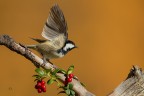 Cincia Mora 
Coal Tit 
Periparus ater (Linnaeus, 1758)

Pontresina, Ottobre 2017
iso500 F7,1 1/2000 700mm