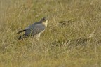 Sparviere (Accipiter nisus)