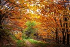 Per forza il cielo diventa grigio dopo l'autunno: il colore se lo sono preso tutto le foglie .
https://youtu.be/iEUp8JkFQT8