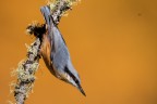 Picchio Muratore 
Nuthatch
Sitta europaea (Linnaeus, 1758)

Pontresina - Ottobre 2017