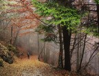 Camminando nel bosco d'autunno