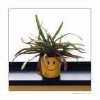 Capelli grassi Capelli grassi