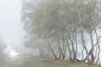 Birches in the fog Birches in the fog