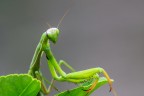 Mantide religiosa