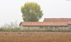 uccelli 02