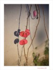 Strange butterflies...