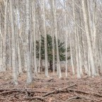 Nel bosco di betulle Nel bosco di betulle