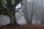 Faggeta immersa nella nebbia Faggeta immersa nella nebbia