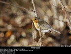 un semplice Robin un semplice Robin