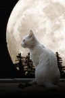 Il gatto e la luna #2 Il gatto e la luna #2