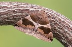 Triangolata