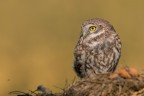 Civetta 
Athene noctua (Scopoli 1769)
Little Owl

Ottobre 2017 Piemonte
