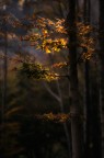 Autumnal light Autumnal light