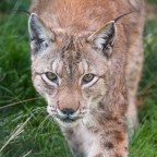 la lince del Parco Nazionale d'Abruzzo Lazio e Molise (in cattivit, anche se non  facile da catturare perch molto schiva) 
obiettivo 150 mm. 1/320 sec;   f/5,0;   ISO 1250