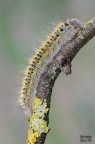 Lasiocampa trifolii