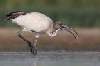 Et Voilą..... (Ibis Sacro) Et Voilą..... (Ibis Sacro)