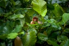 | In the jungle |