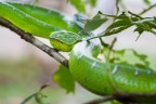| Bornean pit viper | | Bornean pit viper |
