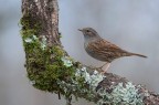 passera scopaiola