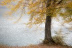 GOLDEN LEAVES