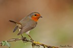 Il Pettirosso e l'edera Il Pettirosso e l'edera