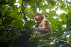 | Proboscis monkey | | Proboscis monkey |