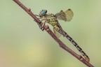 Onychogomphus forcipatus