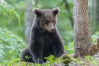 Orso bruno