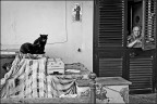 Les chats noirs Les chats noirs