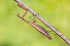 Mantide religiosa