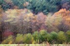 Autumnal impression