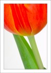 Tulipano 03 Tulipano 03