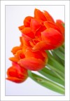 Tulipano 04 Tulipano 04
