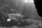 Una caretta in volo. 

Canon 70D + Tokina 10-17mm
FL 10mm; ET 1/250sec; F f/6,3; ISO 100

Critiche e commenti welcome.