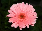 Gerbera Gerbera