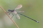 Vestalis Vestalis