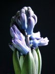fiori in macro... fiori in macro...