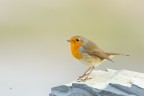 Pettirosso 
Erithacus rubecula (Linnaeus, 1758) 
Robin 

Lombardia, novembre 2017