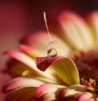 lo scrigno lo scrigno