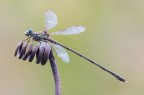 In extremis (30 ottobre) l'unico mio ritrovamento stagionale di questo bel maschio di Chalcolestes viridis, con il caratteristico sperone disegnato sul torace.
Critiche e commenti sono graditi
MVM1185
[url=http://funkyimg.com/view/2zDpw]H.R.[/url]